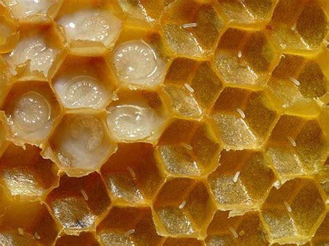 honeycome wiki|honeycomb wikipedia.